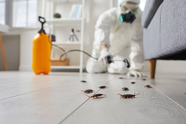 Post-Treatment Bed Bug Interceptor Monitoring in Edgewater